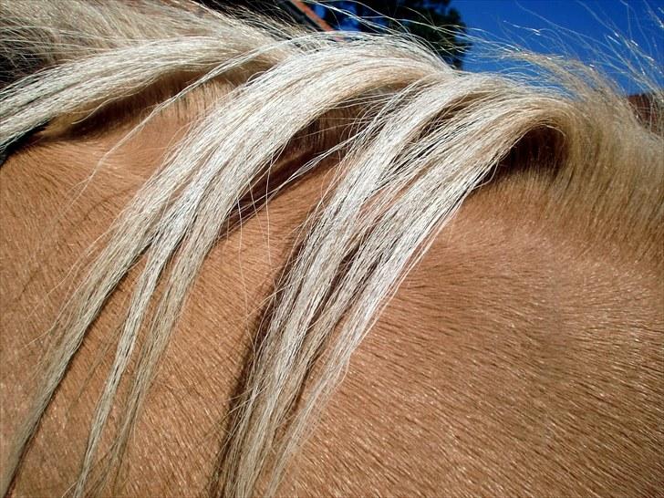 Anden særlig race Tinka - R.I.P. Himmelhest billede 17