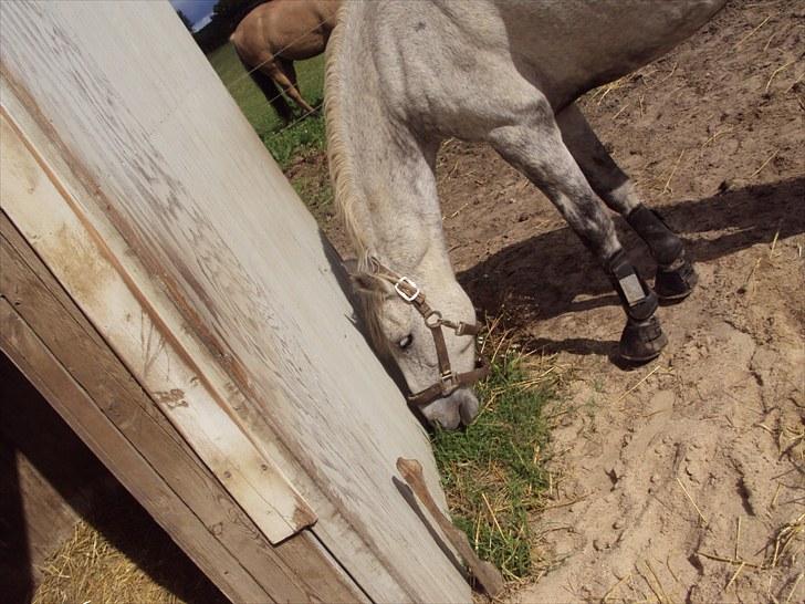 Irsk Sportspony IRISH JOKER billede 2