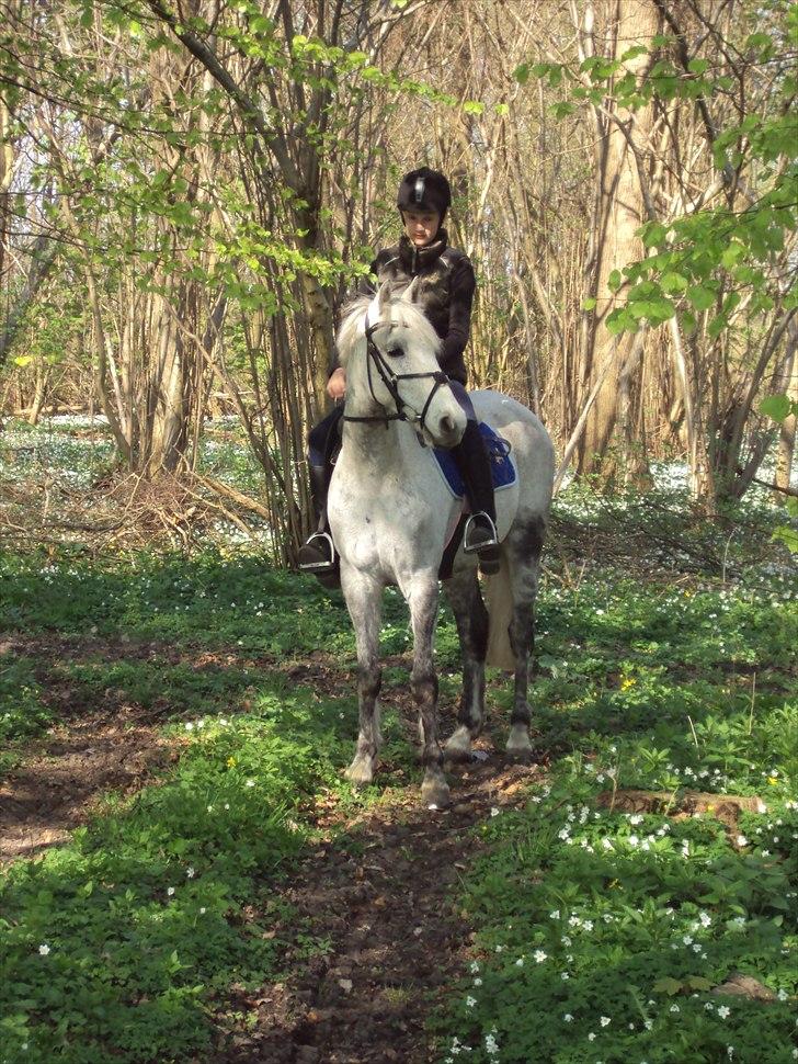 Irsk Sportspony IRISH JOKER - i skoven med mor:) billede 3