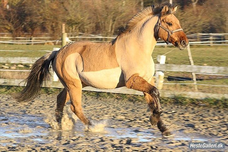 Anden særlig race | Alfons Åberg<3 *Part* - 9) Han galoppere lidt rundt på udendørsbanen, Oktober 2010. Foto: Rikke D. Sørensen billede 9