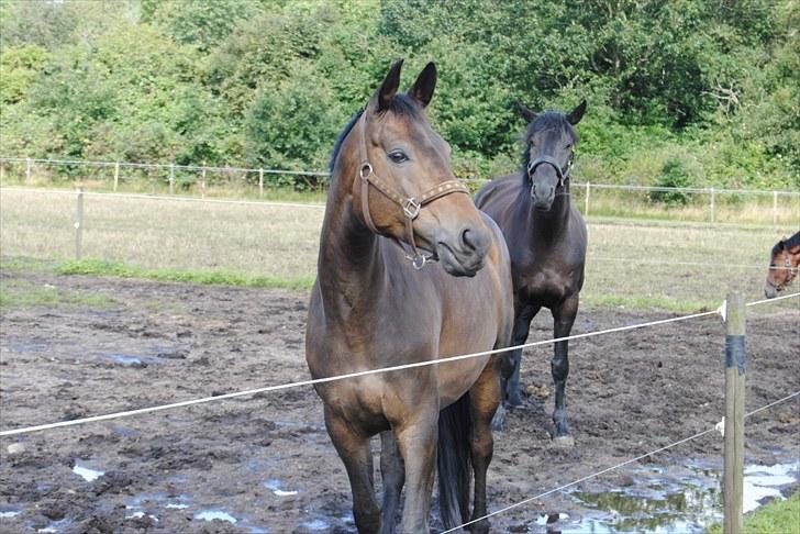 Dansk Varmblod Hosianna *Solgt* - Hosianna & Lupin på fold - Fotograf: Maiken Nielsen (Mig) billede 7