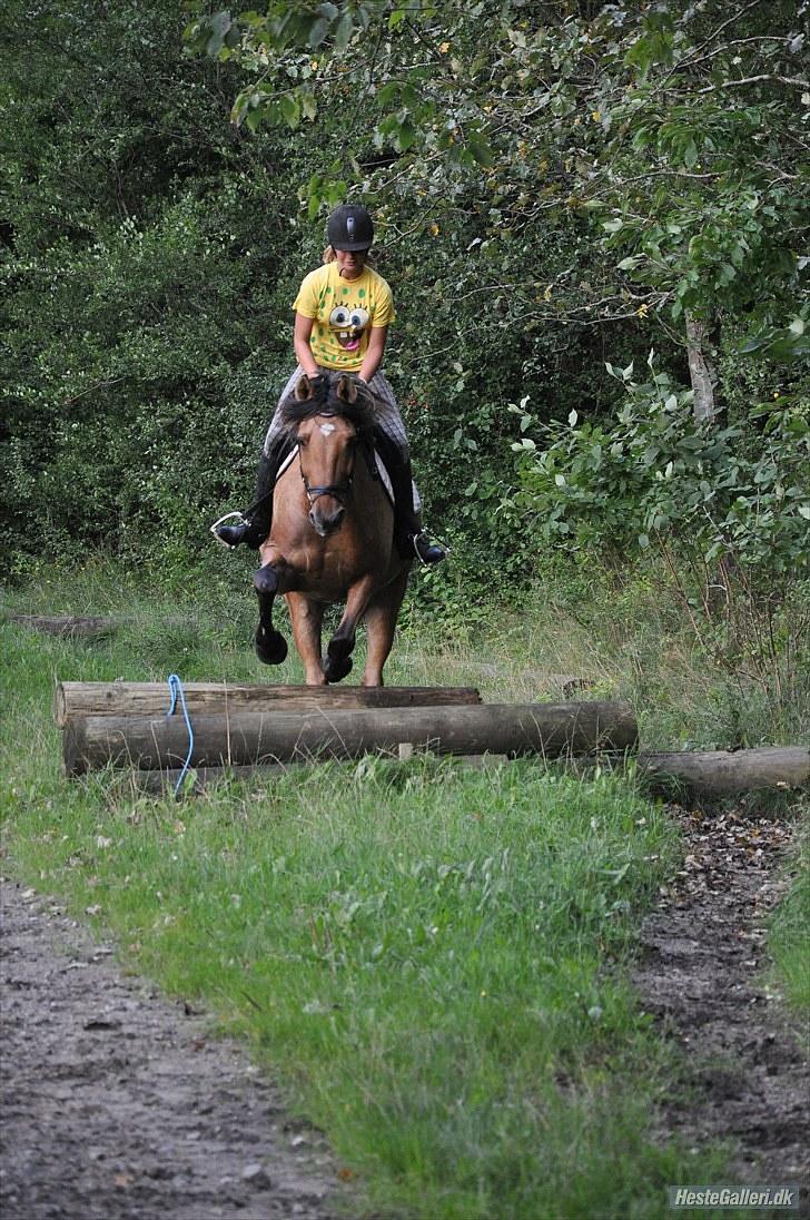 Anden særlig race Star<3*Rider* - Springer rundt om travbanen, August 2010. Foto: Nanna S. Lübbers billede 13