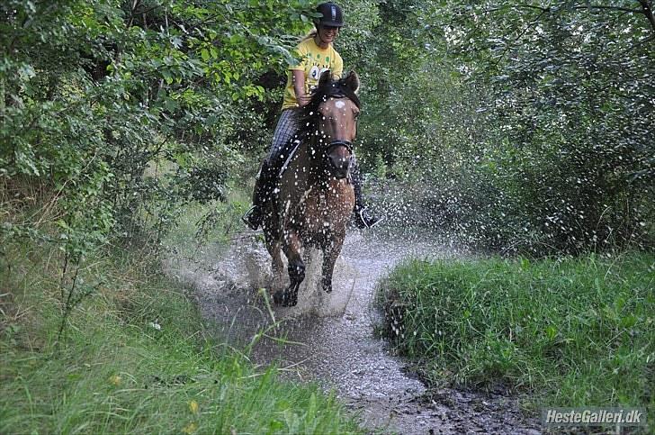 Anden særlig race Star<3*Rider* - Galopere gennem vandgraven, August 2010. Foto: Nanna S. Lübbers billede 14
