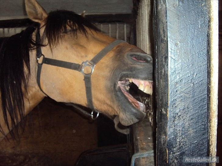 Anden særlig race Star<3*Rider* - Star er træt... Maj 2010. Foto: Camilla Frederiksen billede 16