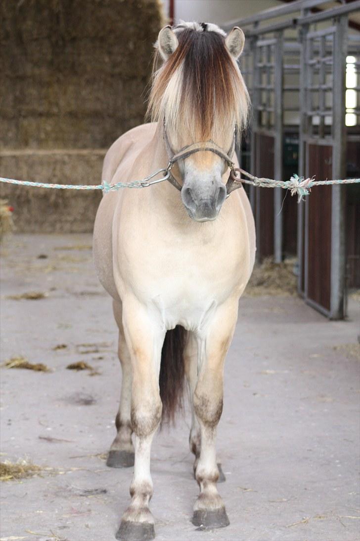 Fjordhest Baune Frølunde  billede 2