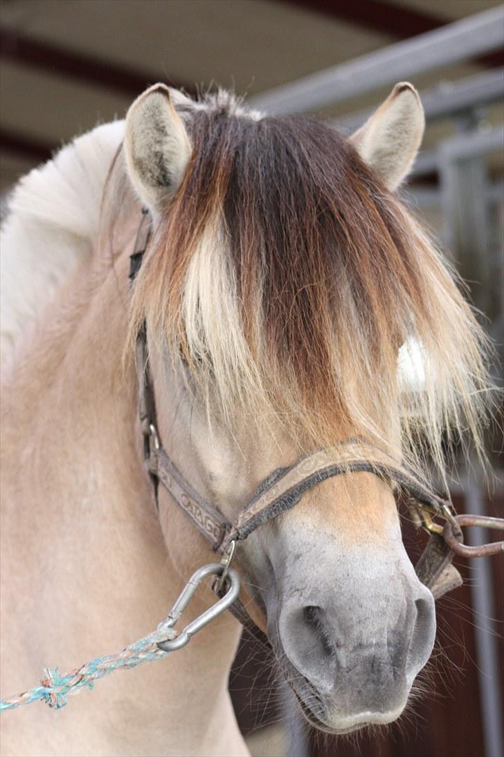 Fjordhest Baune Frølunde  billede 3
