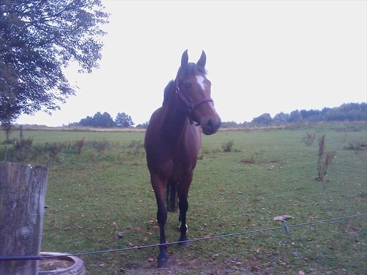 New Forest Odbjergs Diadem billede 1