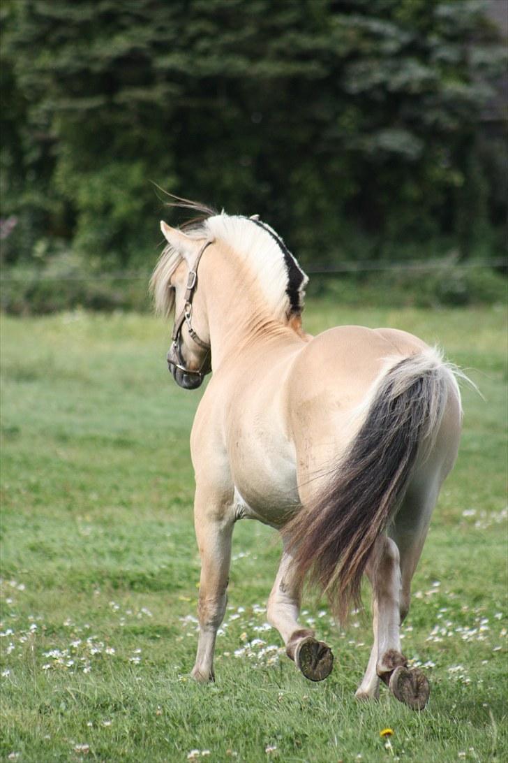 Fjordhest Baune Frølunde  billede 4