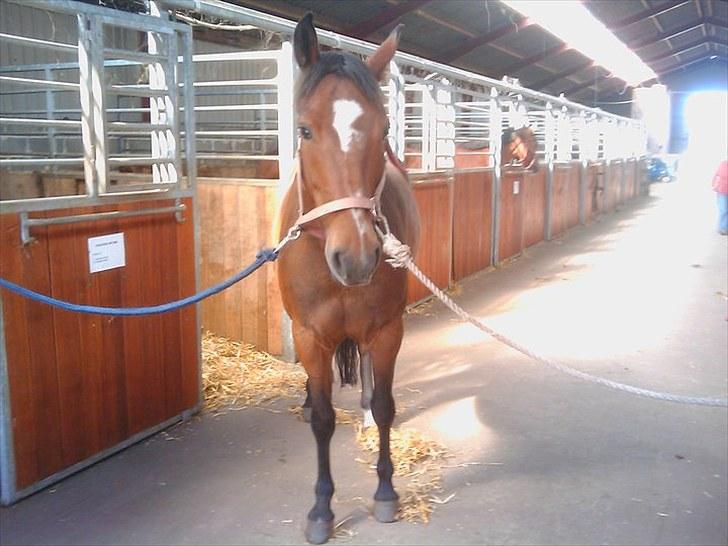 New Forest Odbjergs Diadem billede 2