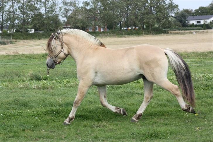 Fjordhest Baune Frølunde  billede 5