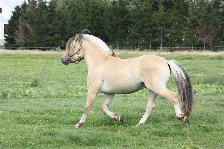 Fjordhest Baune Frølunde  billede 6