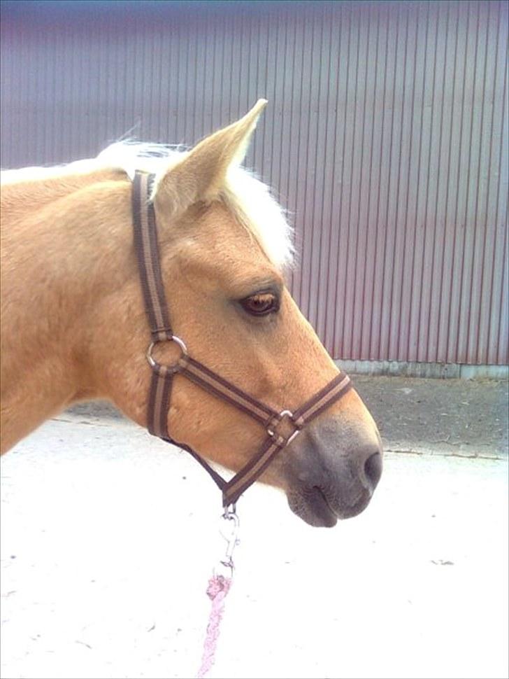 Anden særlig race Golden Dream:* (SOLGT):'( billede 4