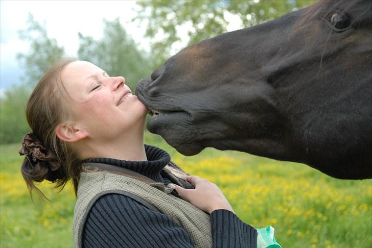 Trakehner Essens R.I.P min smukke.. billede 19