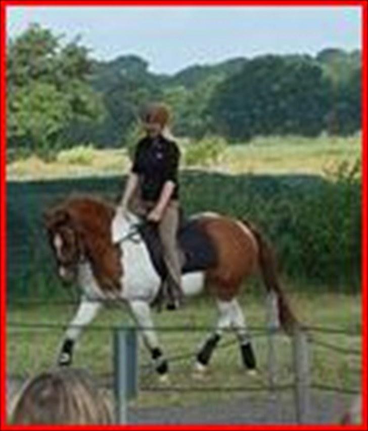 Anden særlig race Asi billede 18