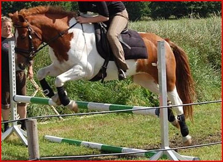 Anden særlig race Asi billede 19