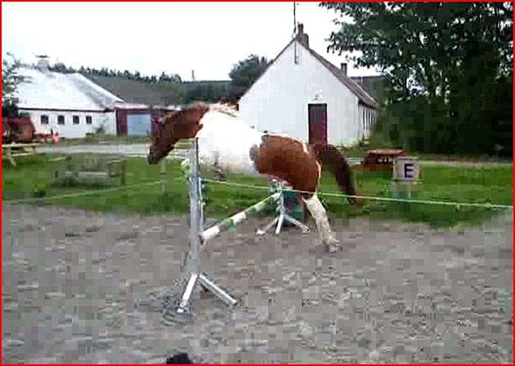 Anden særlig race Asi billede 20