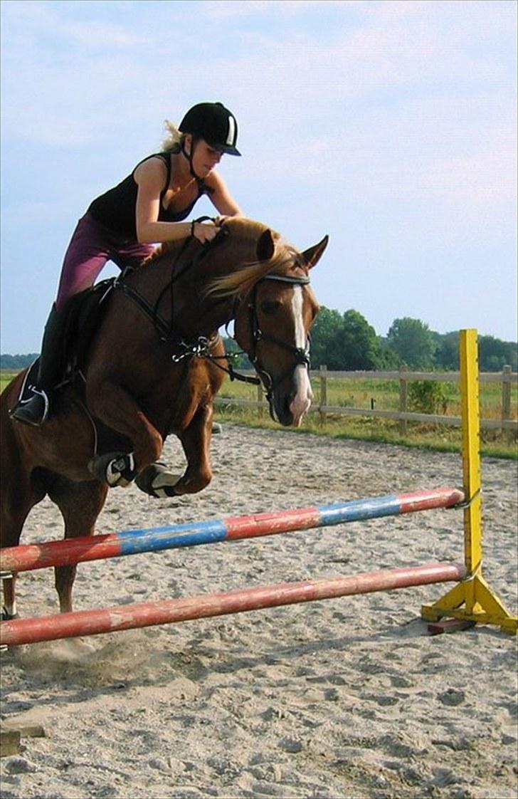Welsh Cob (sec D)  Sophie solgt billede 14