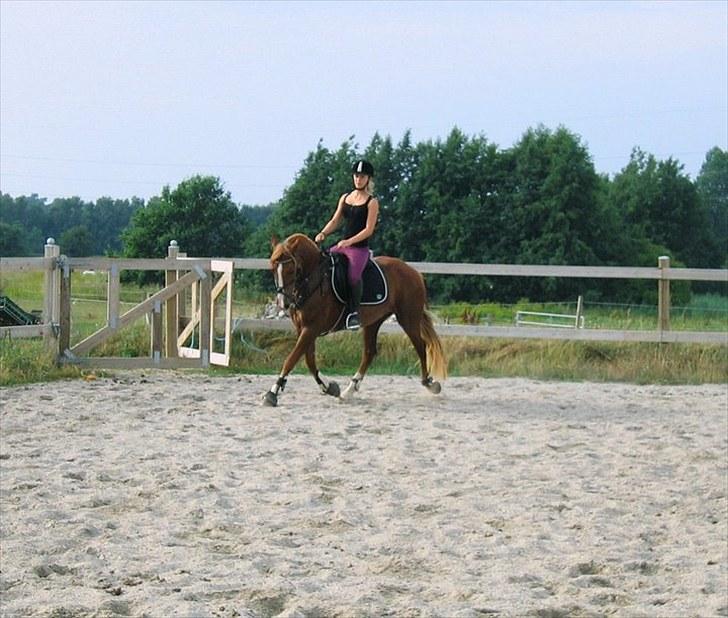 Welsh Cob (sec D)  Sophie solgt billede 15