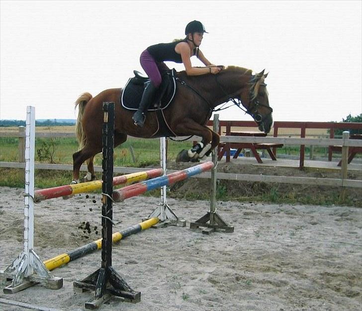 Welsh Cob (sec D)  Sophie solgt billede 17