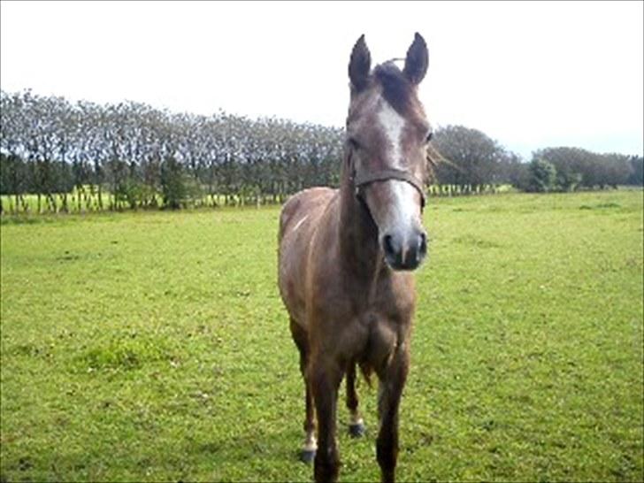 Anden særlig race Mikkelgårds Kalim (solgt) - Velkommen til Kalim´s profil billede 1