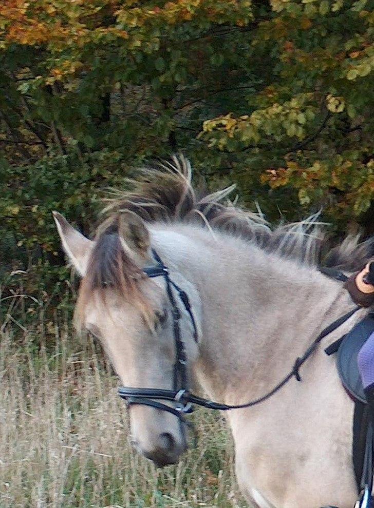 Anden særlig race Babette - Gammelt billede! Fra en af de første gange jeg red hende! Sikke da en punkerman! billede 13