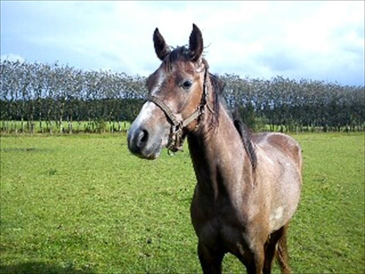 Anden særlig race Mikkelgårds Kalim (solgt) billede 2