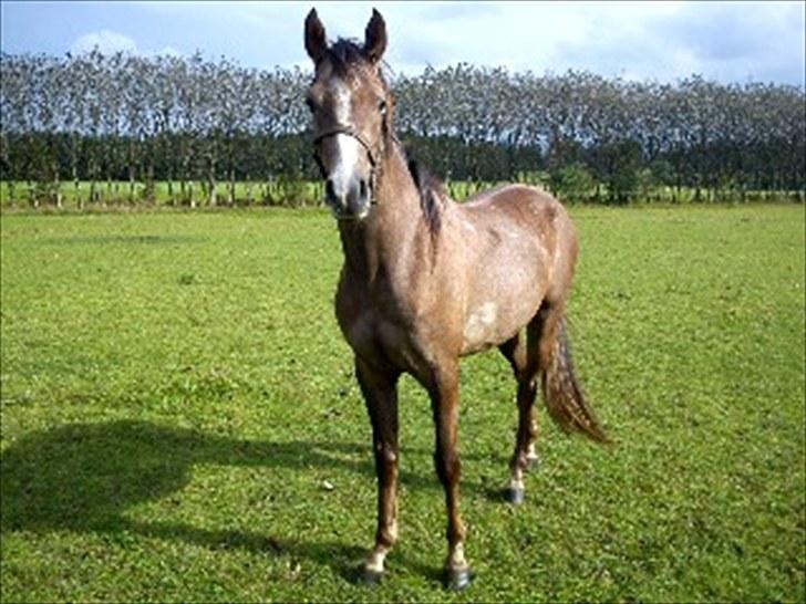 Anden særlig race Mikkelgårds Kalim (solgt) billede 3