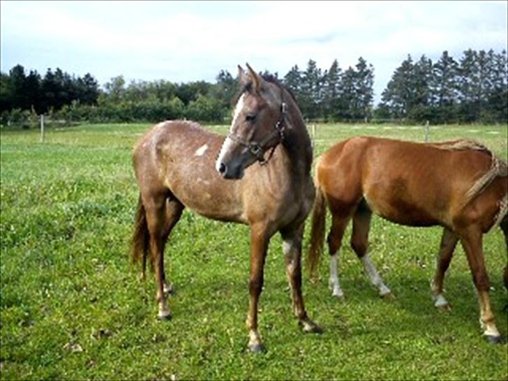 Anden særlig race Mikkelgårds Kalim (solgt) billede 4