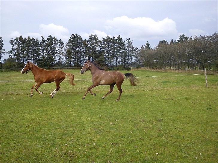 Anden særlig race Mikkelgårds Kalim (solgt) billede 5
