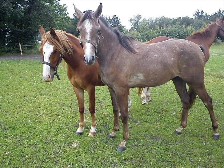 Anden særlig race Mikkelgårds Kalim (solgt) - Min bedste ven Loke. billede 6