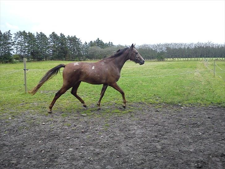 Anden særlig race Mikkelgårds Kalim (solgt) billede 7