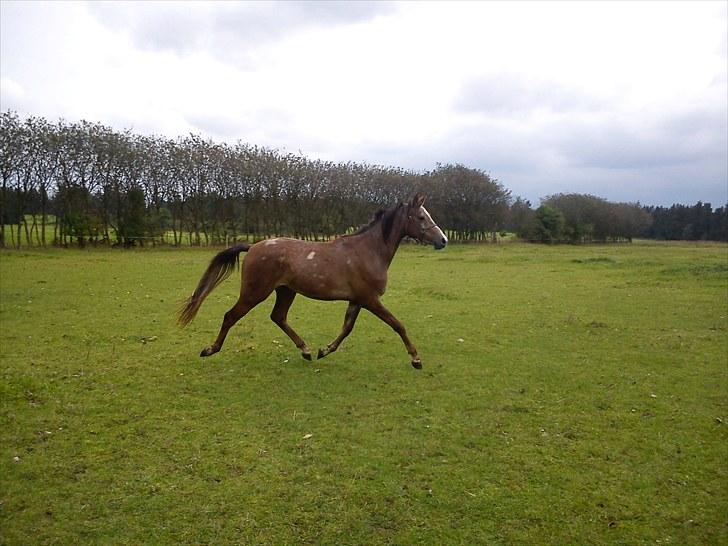 Anden særlig race Mikkelgårds Kalim (solgt) billede 8