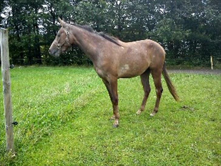 Anden særlig race Mikkelgårds Kalim (solgt) billede 9