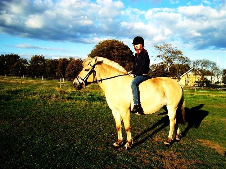 Fjordhest Flicka Solgt billede 9