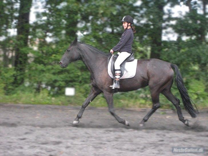 Dansk Varmblod N.O.H's Florina  billede 2