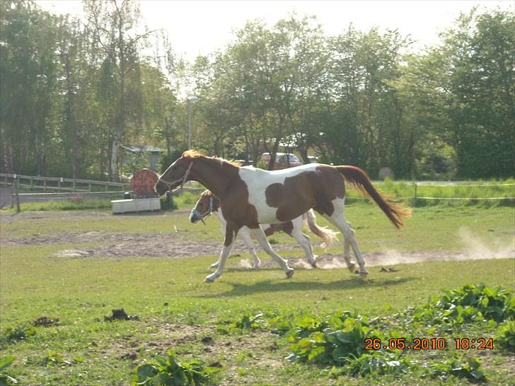 Anden særlig race Quintarnar de la orden (pinto) - (5)
Fordi jeg savner at se dig og Lyn bassen tage en jordetur!:') billede 5