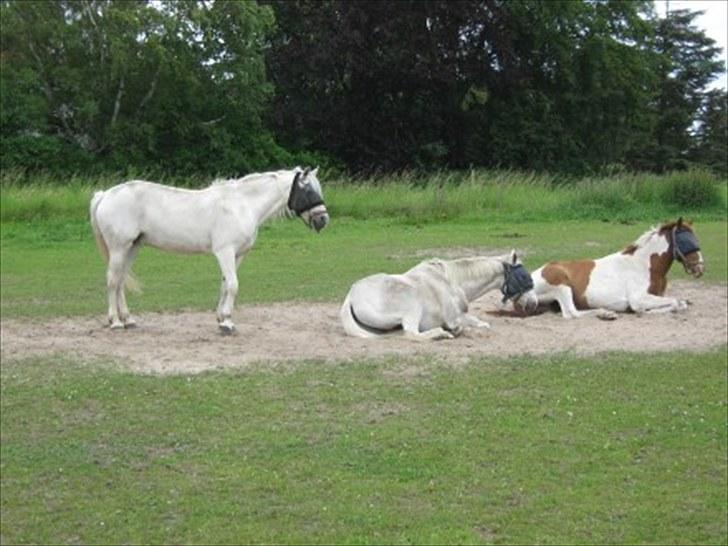 Anden særlig race Quintarnar de la orden (pinto) - (6)
fordi du var helt unik!<3
Foto: ? billede 6