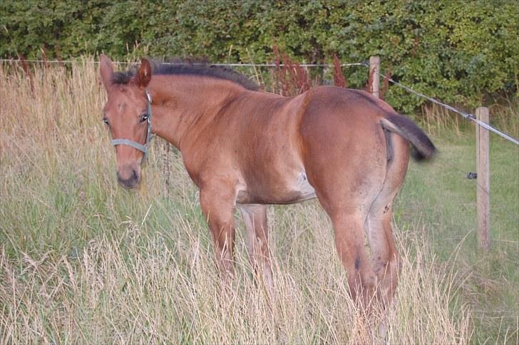 Oldenborg Bakkegaards Evita billede 5