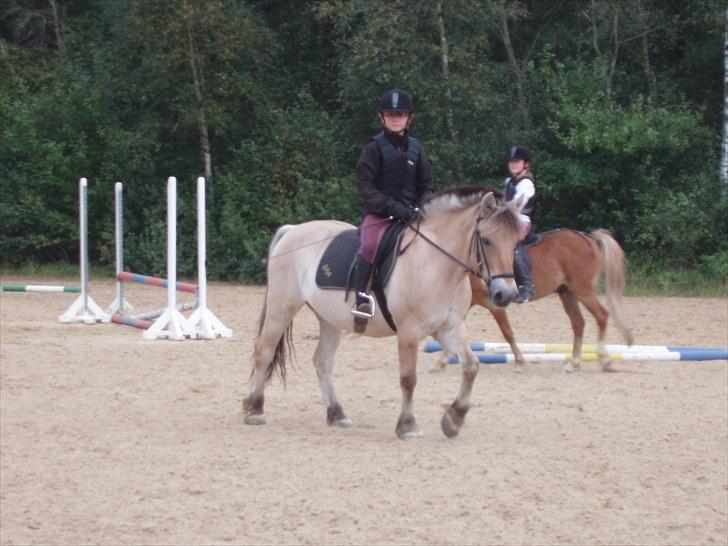 Fjordhest Amigo - Velkommen til Amigo´s profil! billede 1