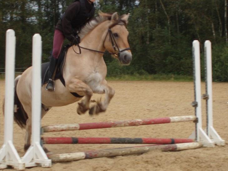 Fjordhest Amigo - Amigo er glad for at springe. billede 2