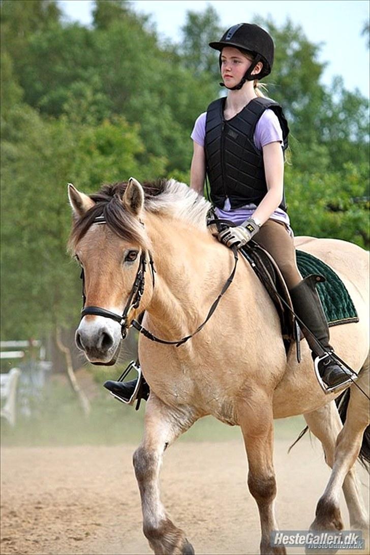 Fjordhest Amigo - Amigo og hans halvparts rytter Line. billede 3