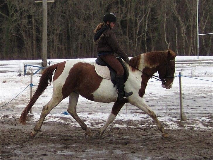 Anden særlig race Quintarnar de la orden (pinto) - (12)
Fordi du gik ûbber skønt med mig på ryggen!:')
Foto: Mor billede 11