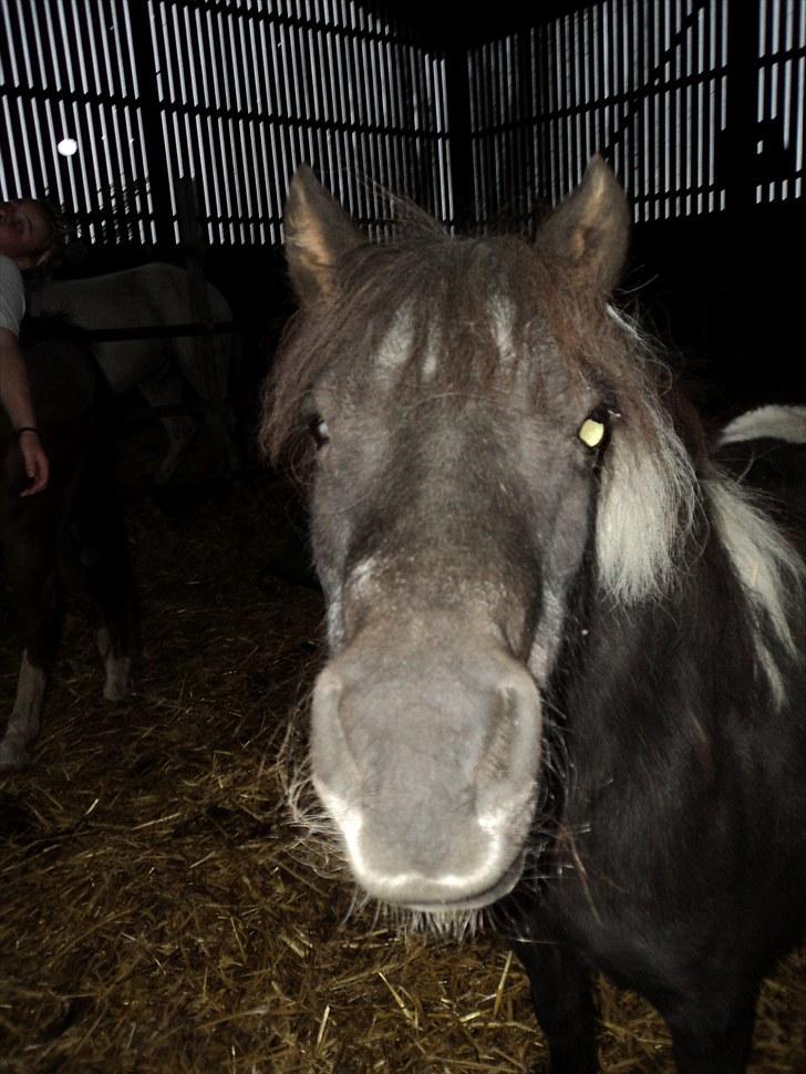 Shetlænder Mimmi billede 19