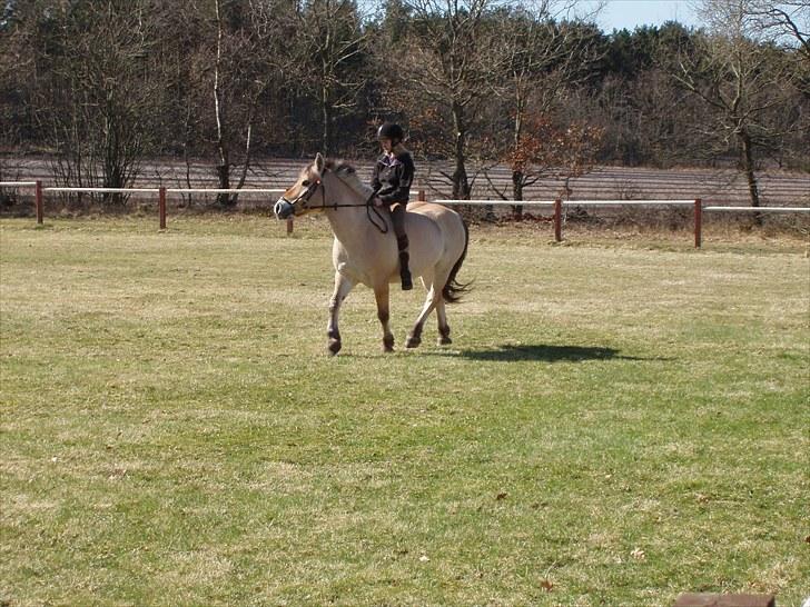 Fjordhest Amigo - Amigo og Line efter vi havde været en tur på heden. billede 5