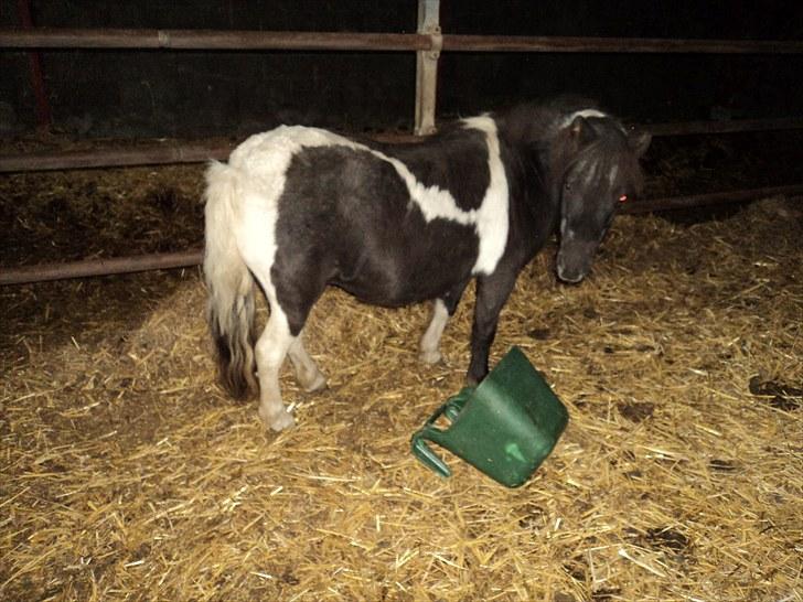 Shetlænder Mimmi billede 20