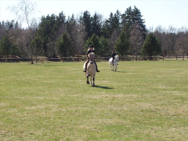 Fjordhest Amigo - Amigo, Line, Lotte og jeg efter vi havde været en tur på heden. billede 6