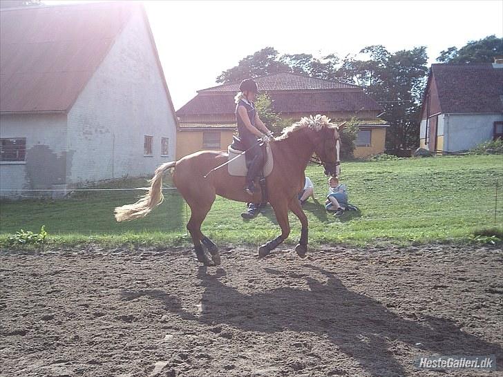 Anden særlig race Tiarco Brentedal - Galop billede 12