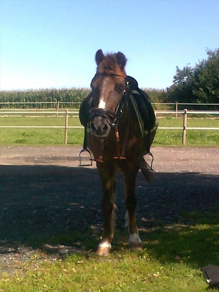 Welsh Pony (sec B) Snif - #19 billede 19