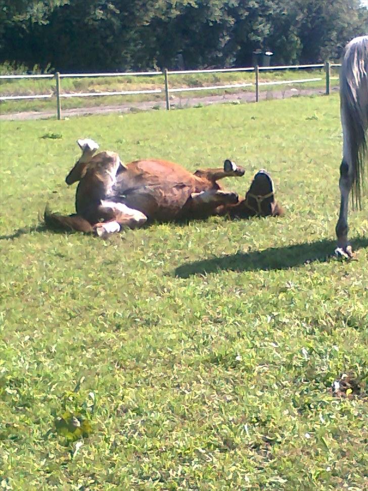 Welsh Pony (sec B) Snif - #20 billede 20