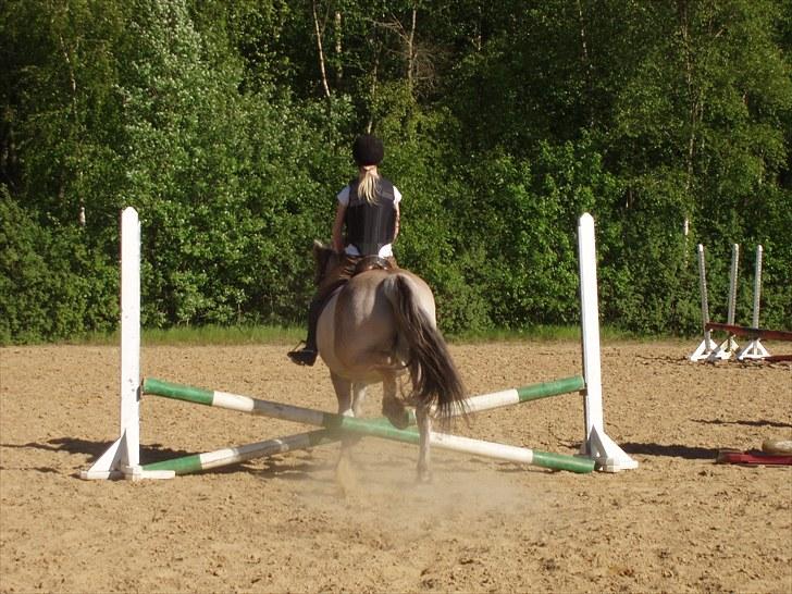 Fjordhest Amigo - Et opvarmningsspring. billede 7